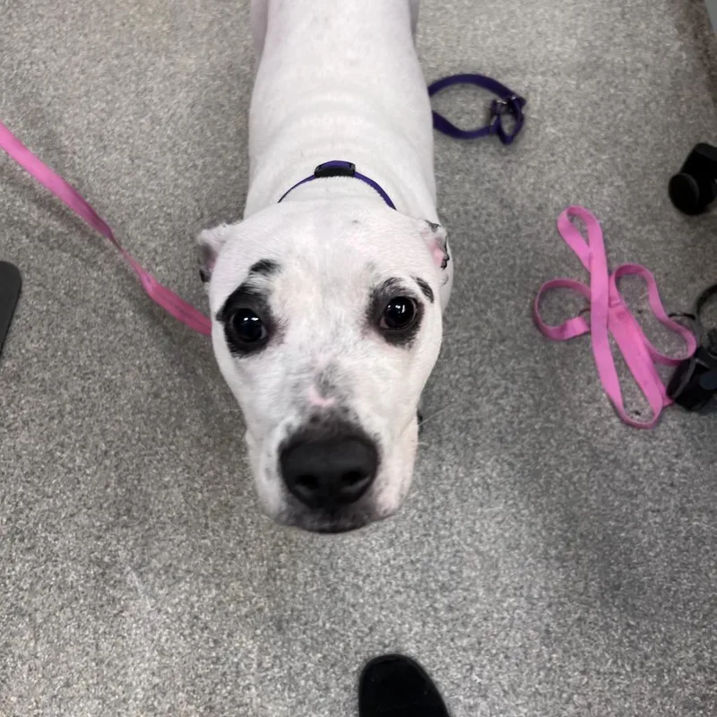 Pepper thumbnail 3
