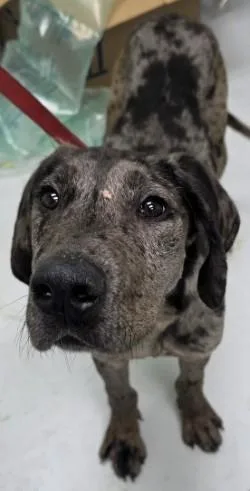 A young medium-sized male Great Dane dog named Astro Boi for adoption in Savannah, GA