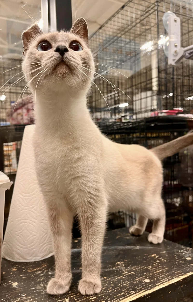 An adult medium-sized female Cream Point Siamese cat named Blanquita for adoption in San Juan Capistrano, CA