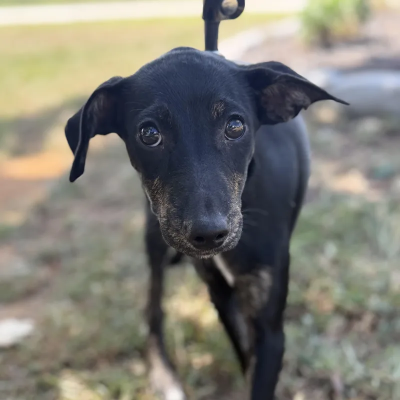 A baby medium-sized male Black Mixed Breed dog named Gas for adoption in Columbia, SC