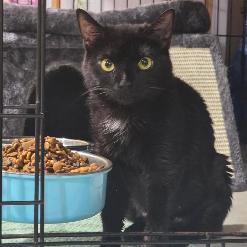 A young small-sized female Black Domestic Short Hair cat named Persephone for adoption in Abingdon, MD