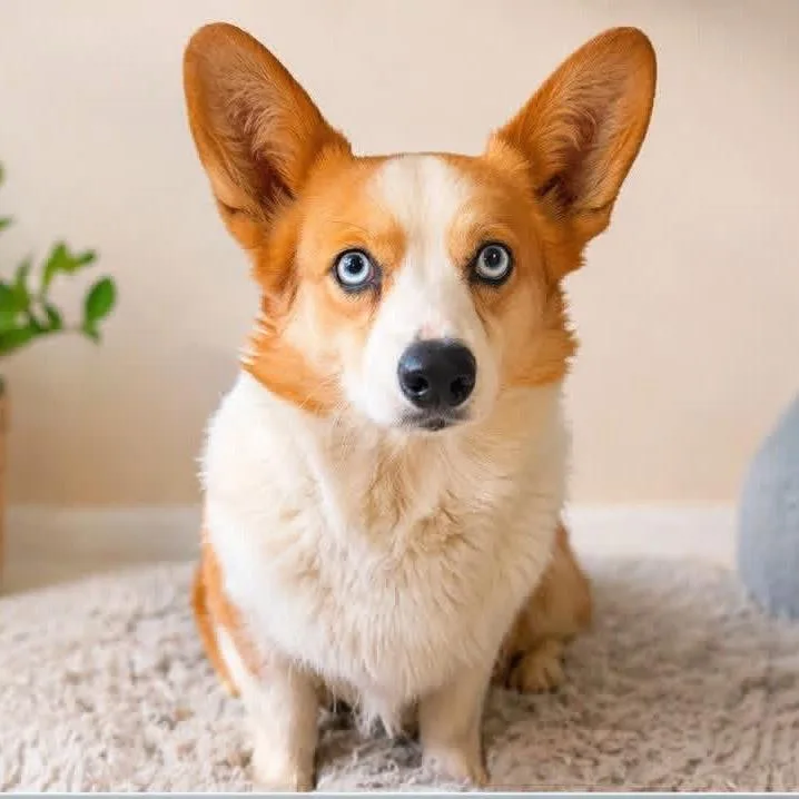 An adult medium-sized female Golden Corgi dog named Rosa for adoption in Pittsburg, KS