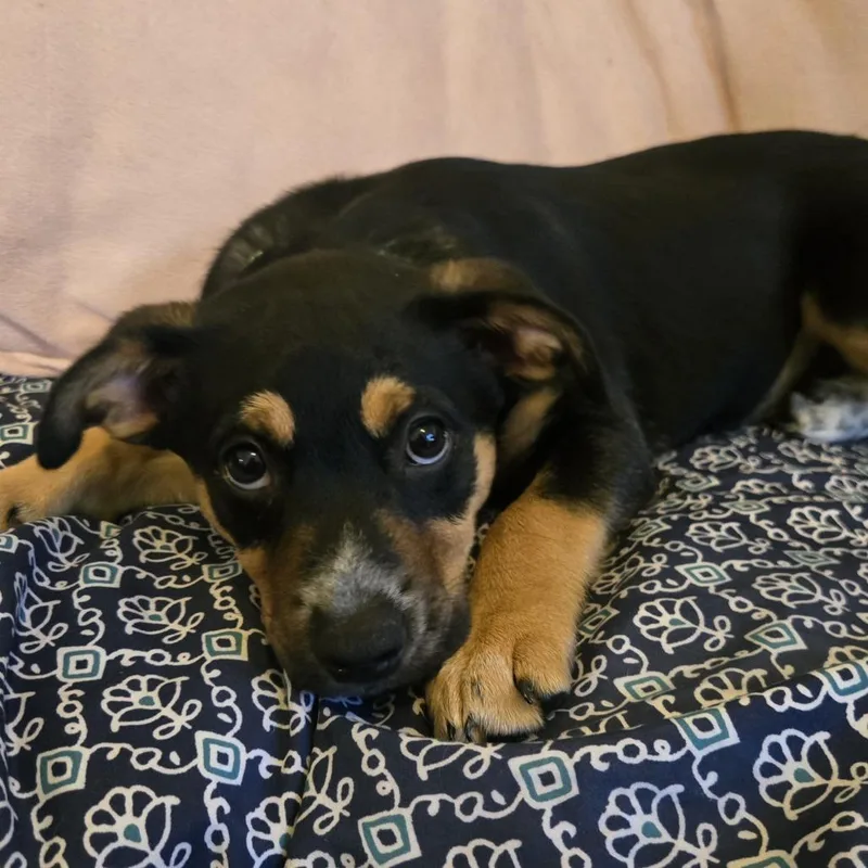 Ruby Jean thumbnail 4