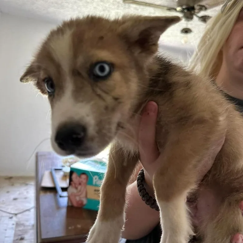A baby small-sized male Gray / Blue / Silver Husky dog named Puppy for adoption in Shinnston, WV