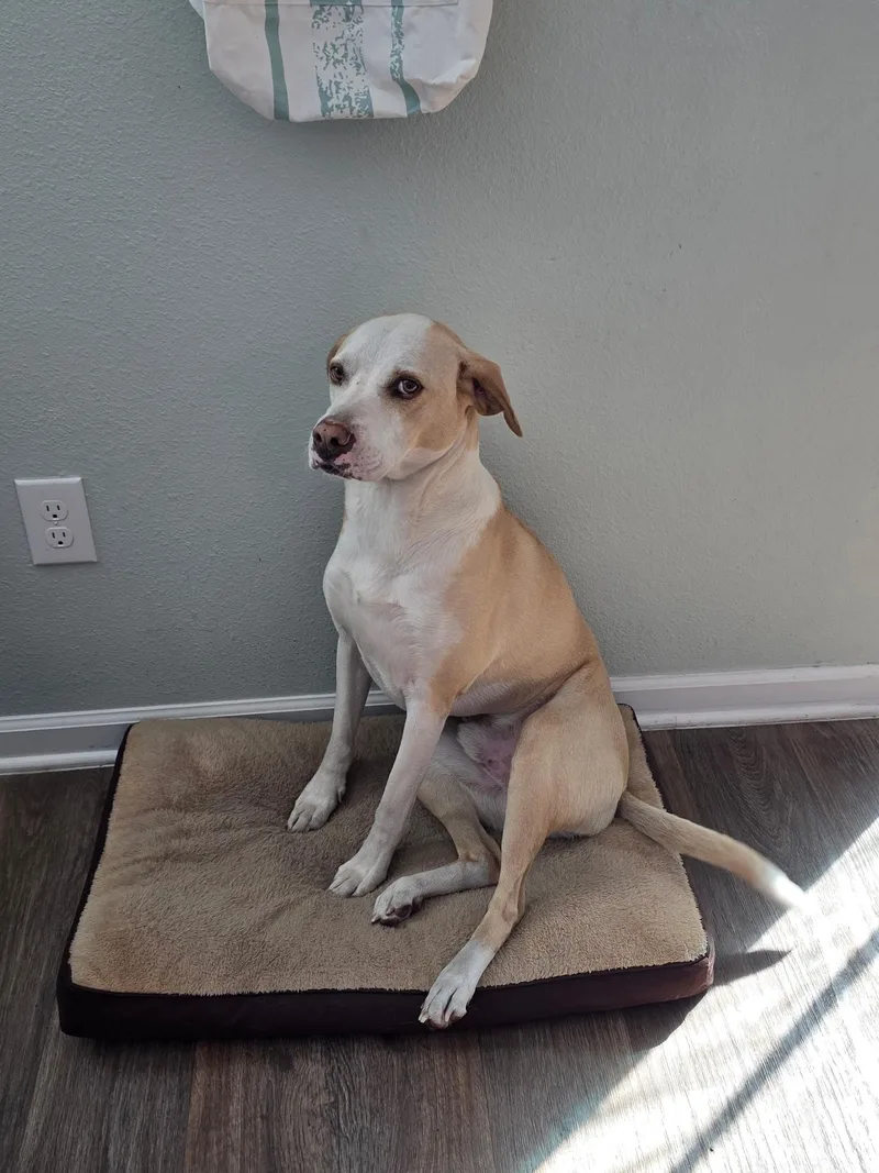 A senior medium-sized male Labrador Retriever dog named Jax for adoption in Saint Augustine, FL
