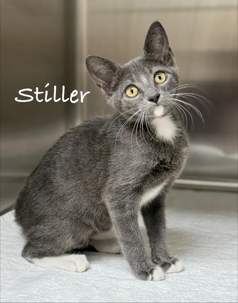 A baby medium-sized male Gray & White Domestic Short Hair cat named Stiller for adoption in Pawleys Island, SC