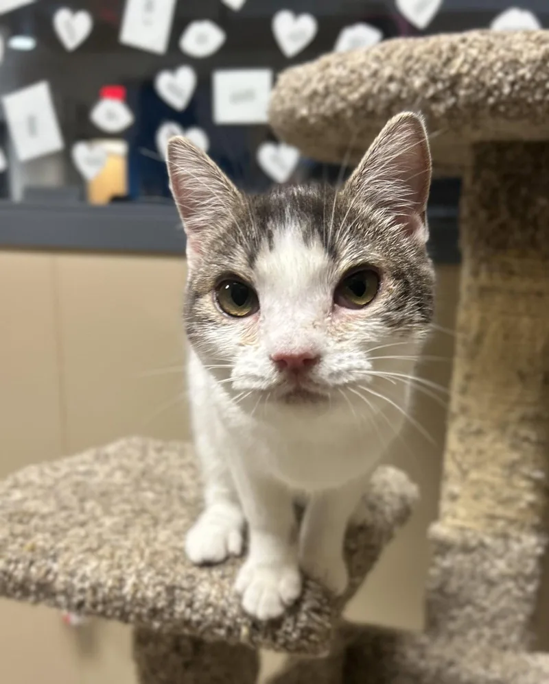 A young medium-sized female Domestic Short Hair cat named Ernie Mae for adoption in Arlington, VT