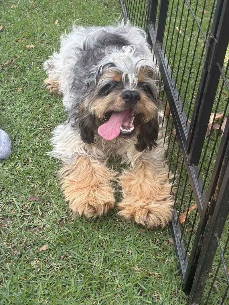 A young small-sized male Cocker Spaniel dog named Jiggy for adoption in Anniston, AL