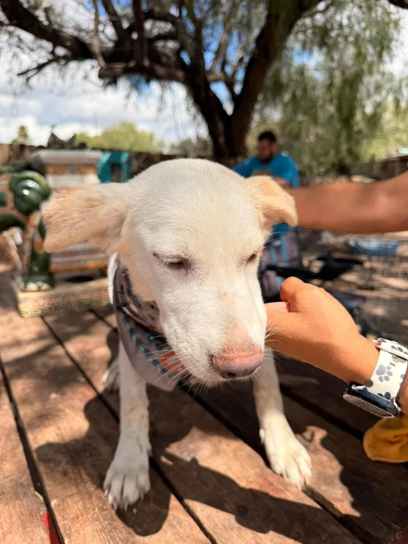 A baby medium-sized female Retriever dog named Bella for adoption in Gregory, TX