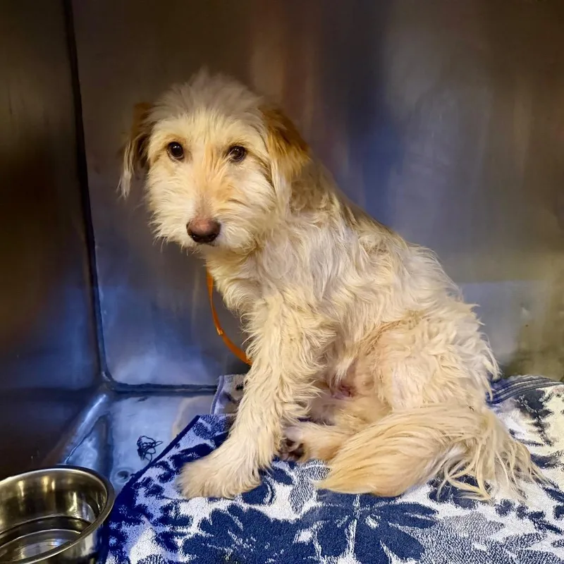 A young medium-sized female Yellow / Tan / Blond / Fawn Golden Retriever dog named Lucky for adoption in Opelika, AL