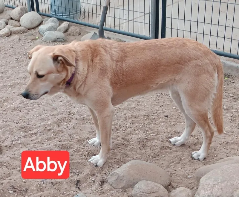 A young medium-sized female Brown / Chocolate Mixed Breed dog named Abby for adoption in Fort Lupton, CO