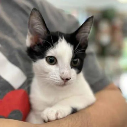 A baby small-sized female White Domestic Short Hair cat named Cleopatra for adoption in Atlanta, GA