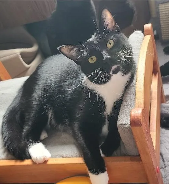 An adult medium-sized male Black & White / Tuxedo Tuxedo cat named Nova for adoption in Temple, PA