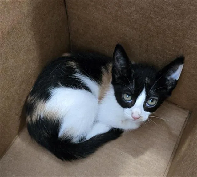 A baby medium-sized female Domestic Short Hair cat named Muffin for adoption in Dallas, TX