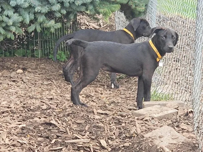A young medium-sized male Black Labrador Retriever dog named Pugsley for adoption in Ringwood, NJ