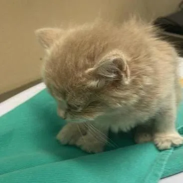 A baby small-sized female Orange / Red Domestic Medium Hair cat named Stonehenge for adoption in Tacoma, WA