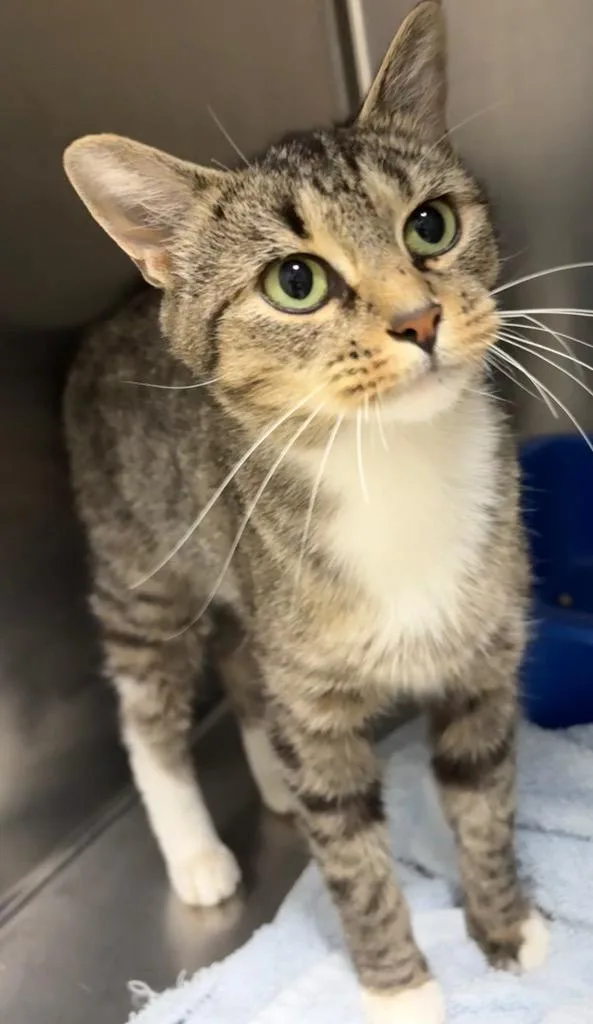 An adult medium-sized female Domestic Short Hair cat named Honey Bee for adoption in Ellijay, GA