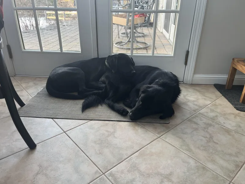 An adult medium-sized female Black Labrador Retriever dog named Harper for adoption in Newfoundland, NJ