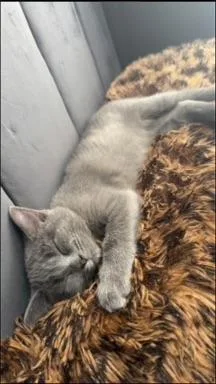 An adult medium-sized female Gray / Blue / Silver Domestic Short Hair cat named Ms. Haizy for adoption in Homewood, AL