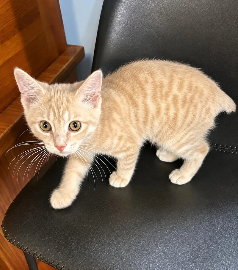 A baby medium-sized male Buff / Tan / Fawn Domestic Short Hair cat named Tater for adoption in Greensboro, NC