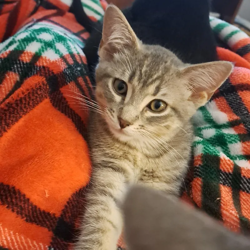 A baby small-sized male Gray / Blue / Silver Domestic Short Hair cat named John for adoption in Goshen, IN
