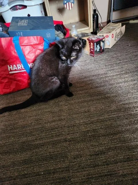 A senior medium-sized female Domestic Short Hair cat named Ring Around The Rosie for adoption in Auburn, IN