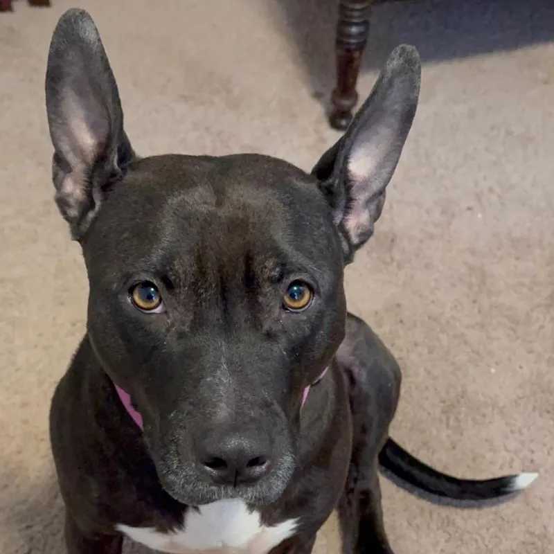 An adult medium-sized female Black Mixed Breed dog named Moana for adoption in Philadelphia, PA