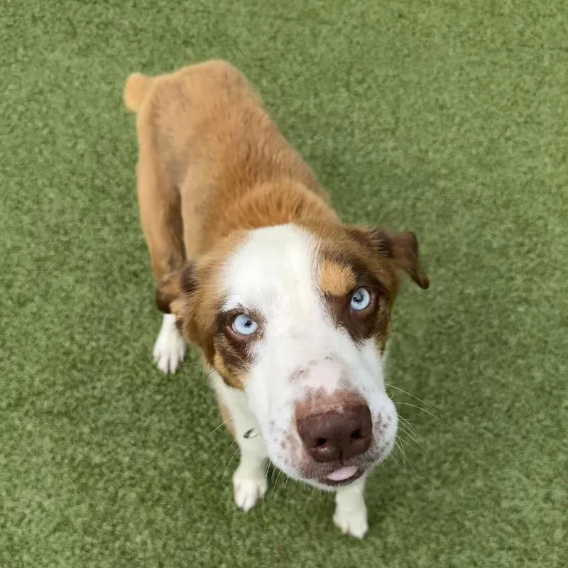 A senior medium-sized male Brown / Chocolate Husky dog named Benji for adoption in Greensboro, NC