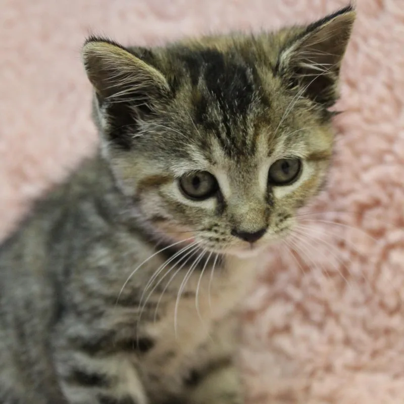 A baby small-sized female Brown / Chocolate Domestic Short Hair cat named Coral for adoption in Auburn, AL