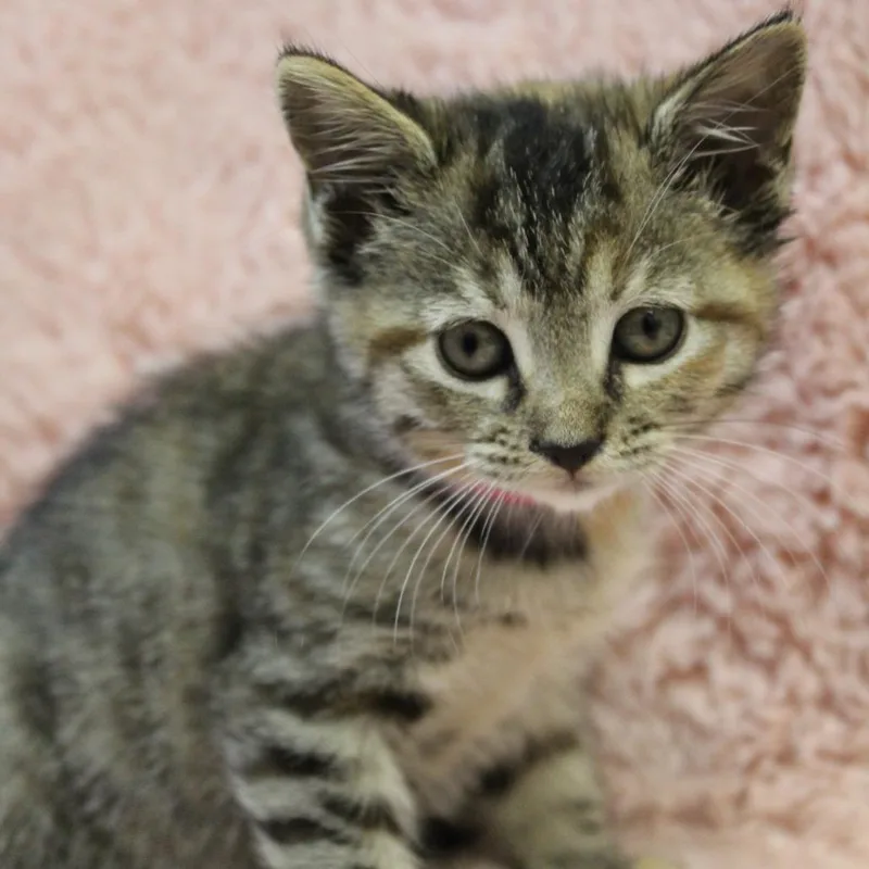 Coral thumbnail 4