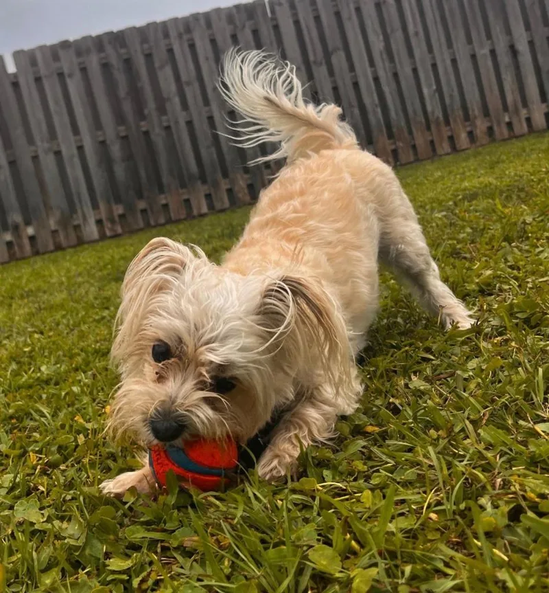 An adult small-sized female Terrier dog named Milly for adoption in Palm City, FL
