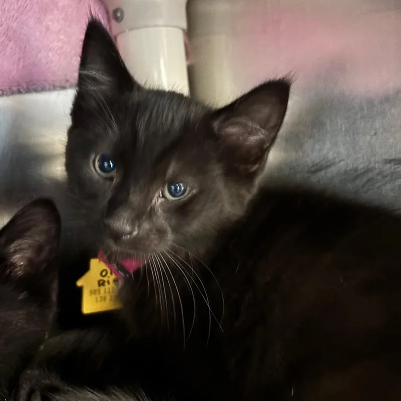 A baby small-sized male Black Domestic Short Hair cat named Oil Rig for adoption in Springfield, MA