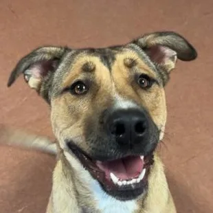A young large-sized female Tricolor (Brown, Black, & White) Terrier dog named Athena for adoption in Rapid City, SD