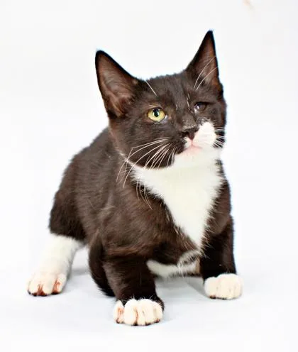 A baby small-sized male Domestic Medium Hair cat named Spooky for adoption in Morton Grove, IL