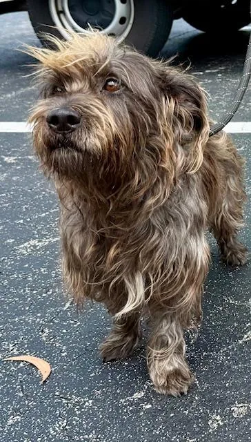 A young small-sized female Cairn Terrier dog named Krissy for adoption in Tifton, GA