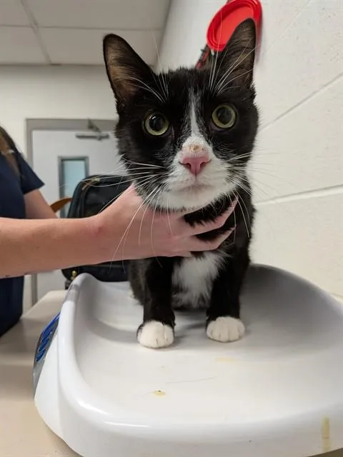 An adult medium-sized male Domestic Short Hair cat named Griffin for adoption in Saint Peters, MO