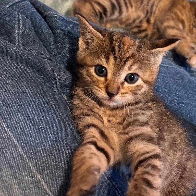 A baby small-sized female Gray / Blue / Silver Domestic Short Hair cat named India for adoption in League City, TX