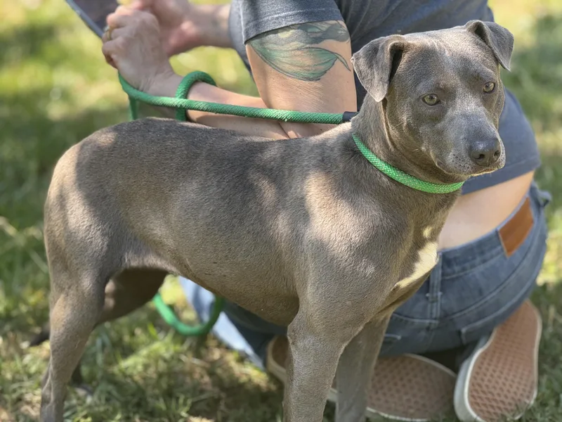 A young medium-sized female Gray / Blue / Silver Blue Lacy dog named Harbor for adoption in Meherrin, VA