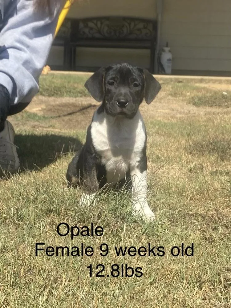A baby medium-sized female Boxer dog named Oaple for adoption in Norfolk, MA