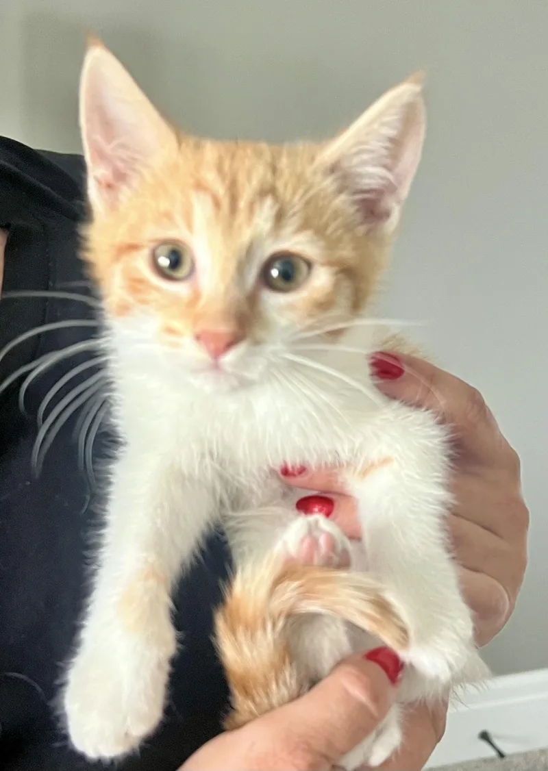 A baby small-sized female Tabby (Orange / Red) Domestic Short Hair cat named Can O' Beans for adoption in Fruit Heights, UT