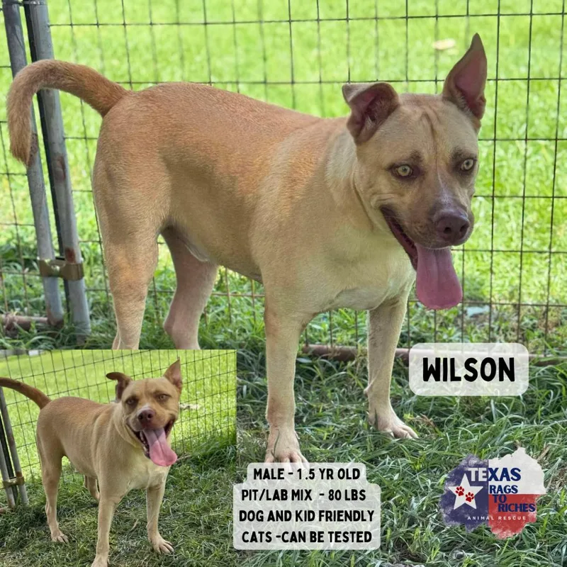 An adult large-sized male Pit Bull Terrier dog named Wilson for adoption in Anahuac, TX