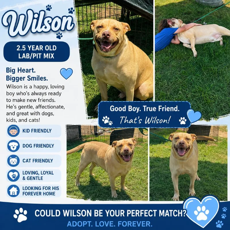 Wilson thumbnail 3