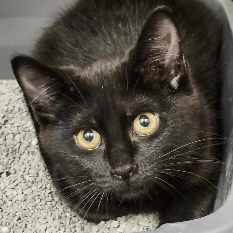 A baby small-sized female Black Domestic Short Hair cat named Jupiter for adoption in Columbia Station, OH