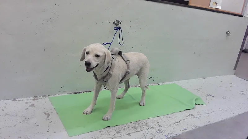 A young medium-sized female Labrador Retriever dog named Ivory for adoption in Houston, TX