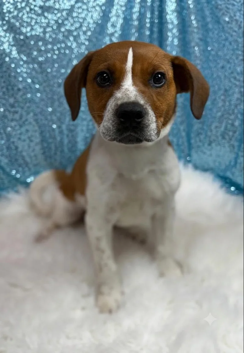 A baby medium-sized male White / Cream Hound dog named Leroy for adoption in Cedarburg, WI