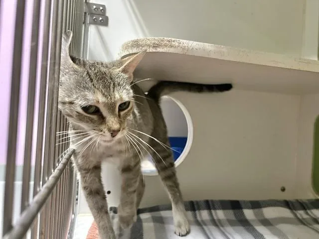 An adult medium-sized female Domestic Short Hair cat named Mama Fern for adoption in Muskegon, MI