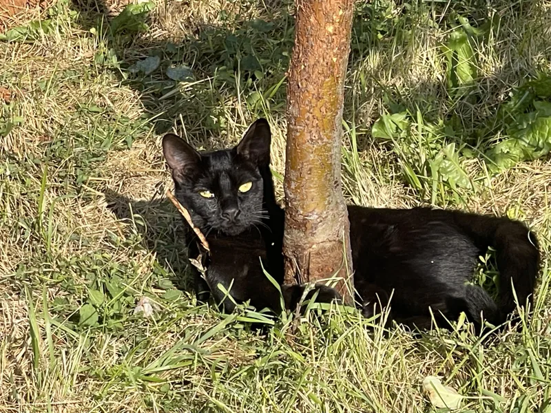 An adult medium-sized female Black Domestic Short Hair cat named Ping Ping for adoption in Pocatello, ID