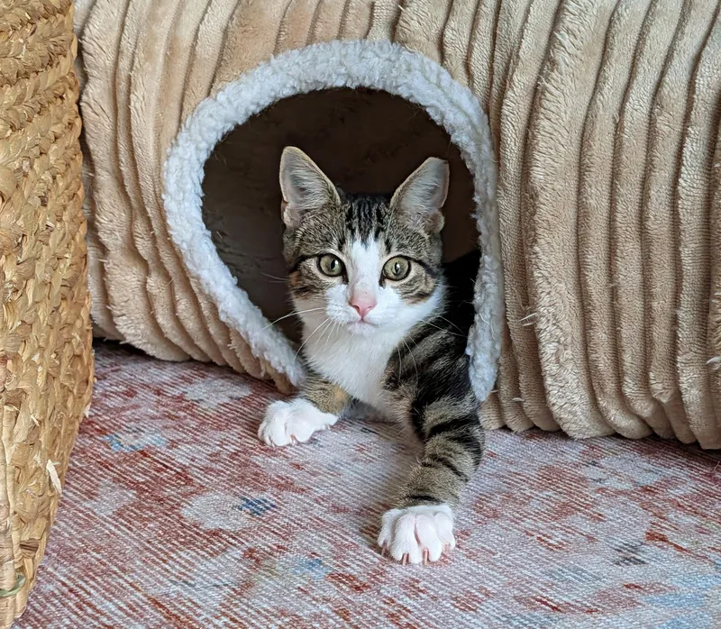 A baby medium-sized male Tabby (Brown / Chocolate) Domestic Short Hair cat named Leroy for adoption in Greensboro, NC