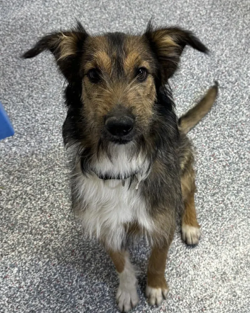 A baby medium-sized male Labradoodle dog named Mr Brownstone for adoption in Las Vegas, NV