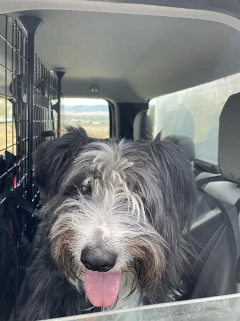 An adult large-sized male Border Collie dog named Goose for adoption in Casper, WY